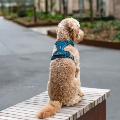 Dog Copenhagen Comfort Walk Pro Harness