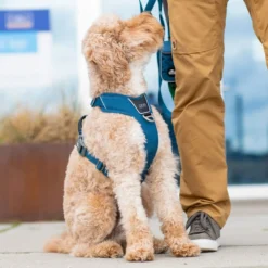 Dog Copenhagen Comfort Walk Pro Harness