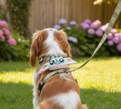 Grogu Harness & Leash Set