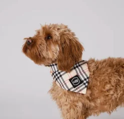 Gustaf & Evita Bandana Stilish