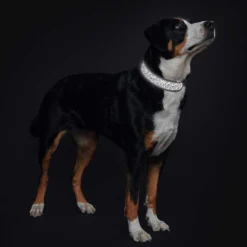 Hunter Divo Reflect Halsband