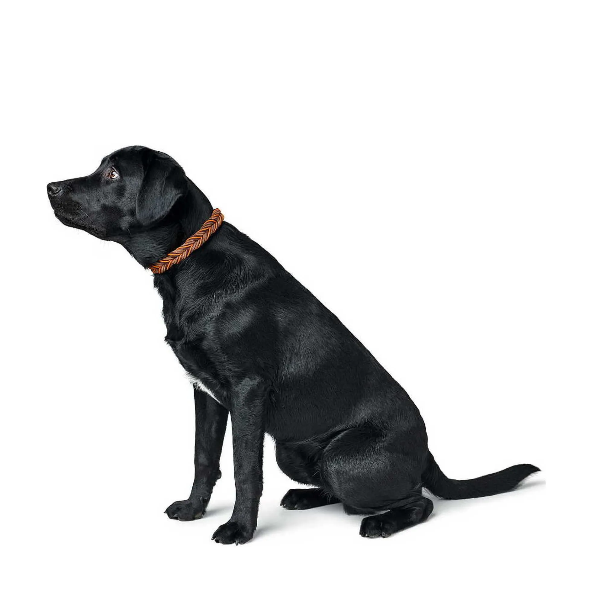 Hunter Solid Education Cord Läderhalsband