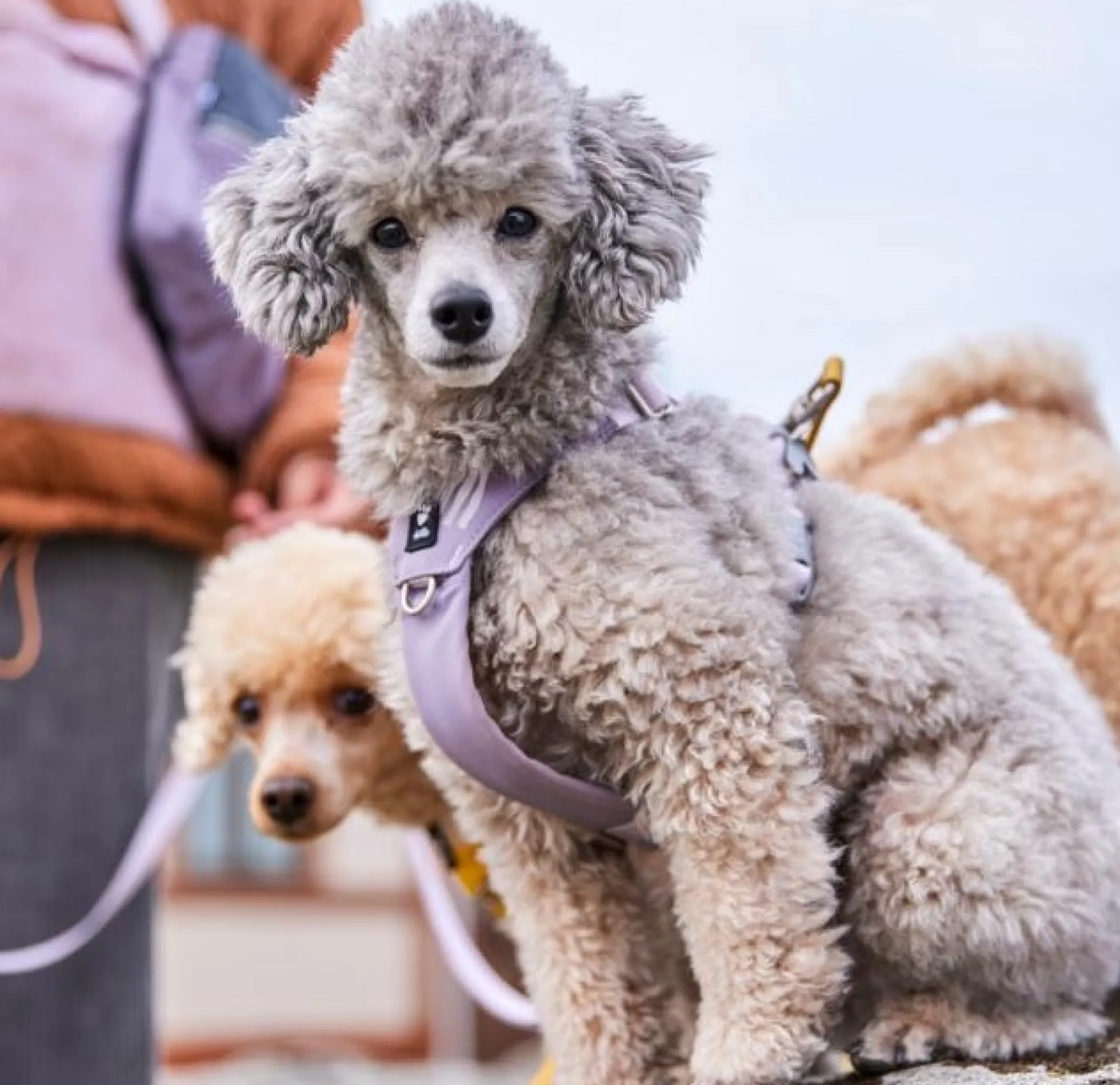 Hurtta Seeker Hundsele Lavendel