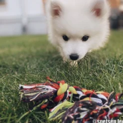 Jollypaw Bomullsrep Hundleksak