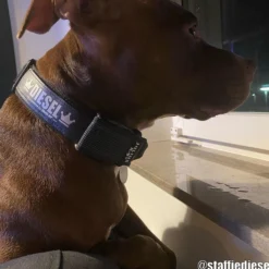 Julius-K9 C&G Hundhalsband