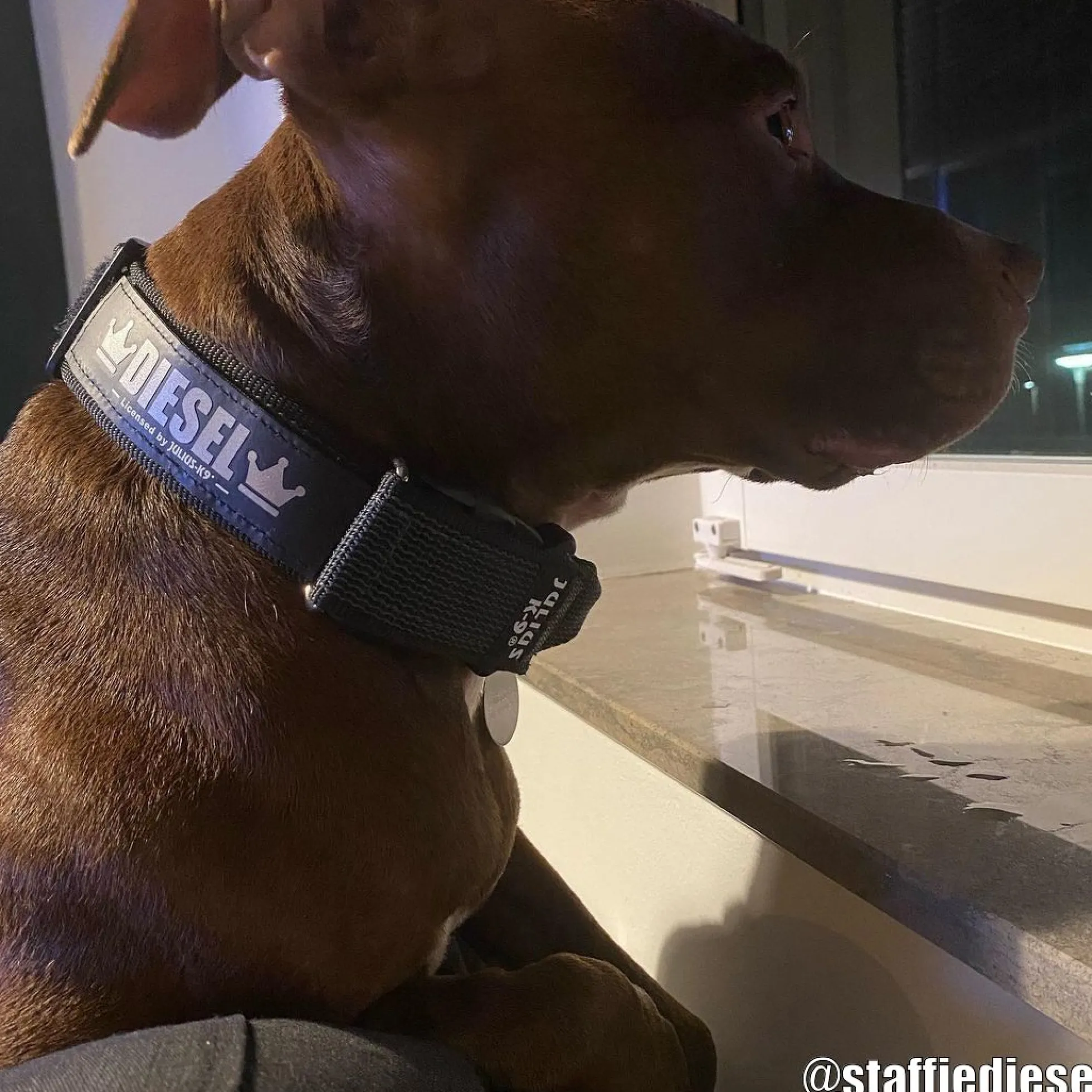 Julius-K9 C&G Hundhalsband