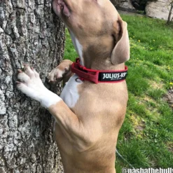 Julius-K9 C&G Med Handtag Hundhalsband