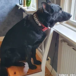 Julius-K9 C&G Med Handtag Hundhalsband