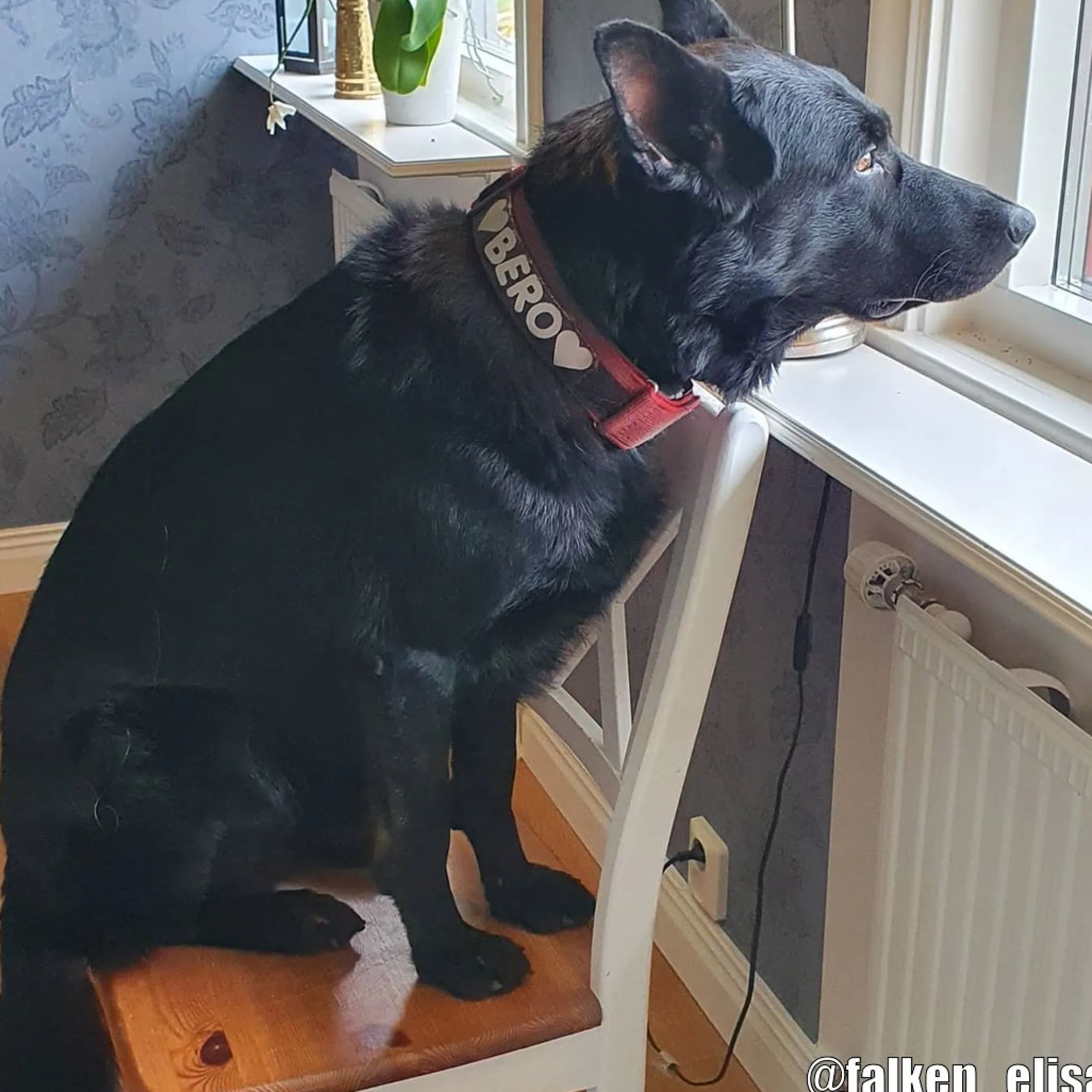 Julius-K9 C&G Med Handtag Hundhalsband