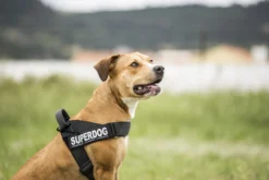 Julius-K9 C&G Sele
