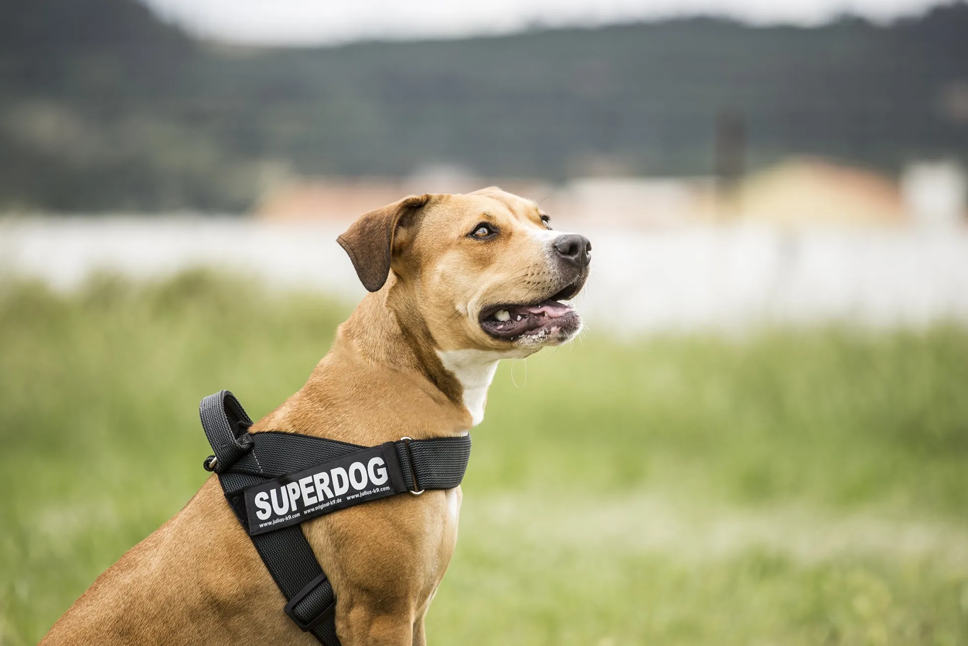 Julius-K9 C&G Sele