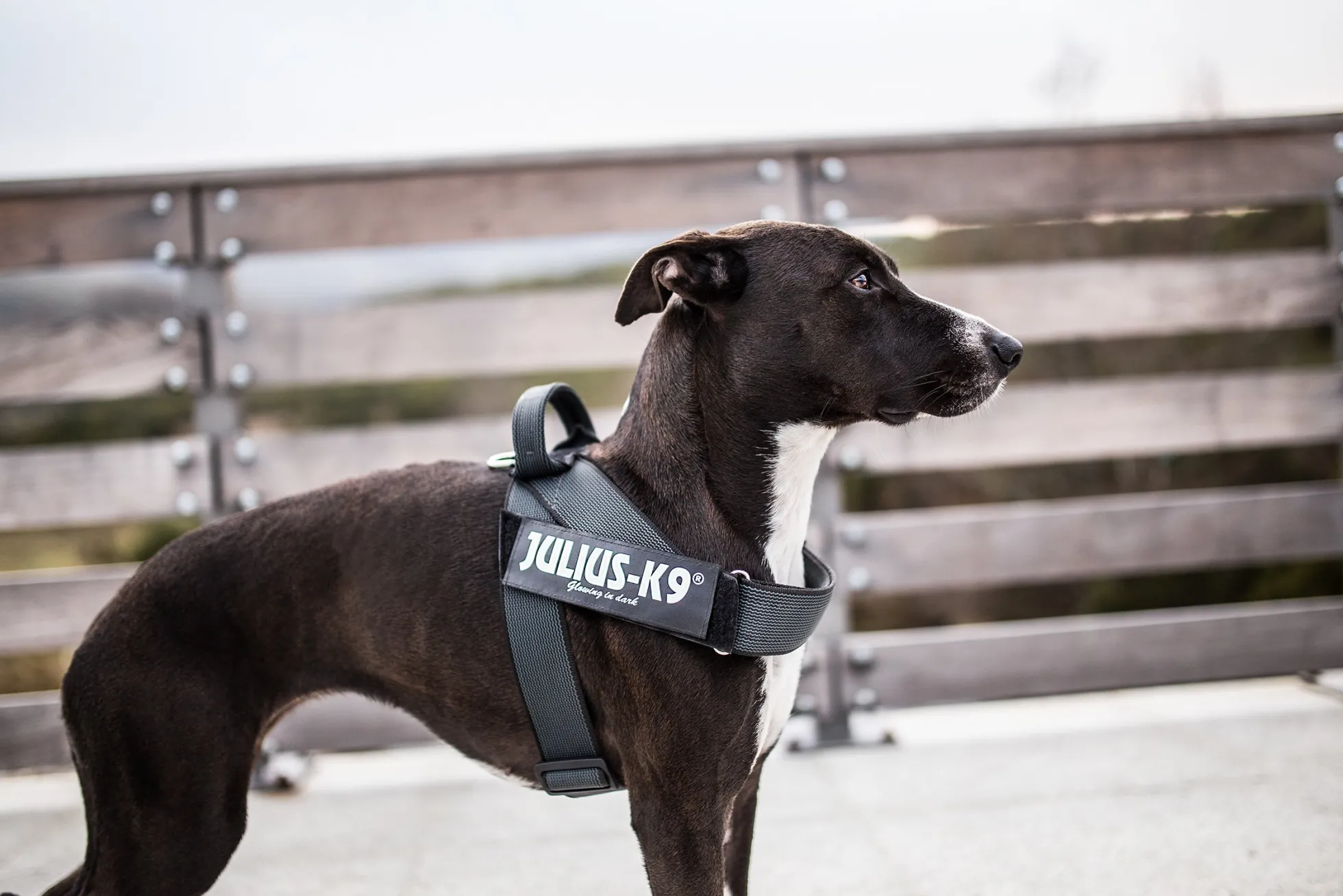 Julius-K9 C&G Sele
