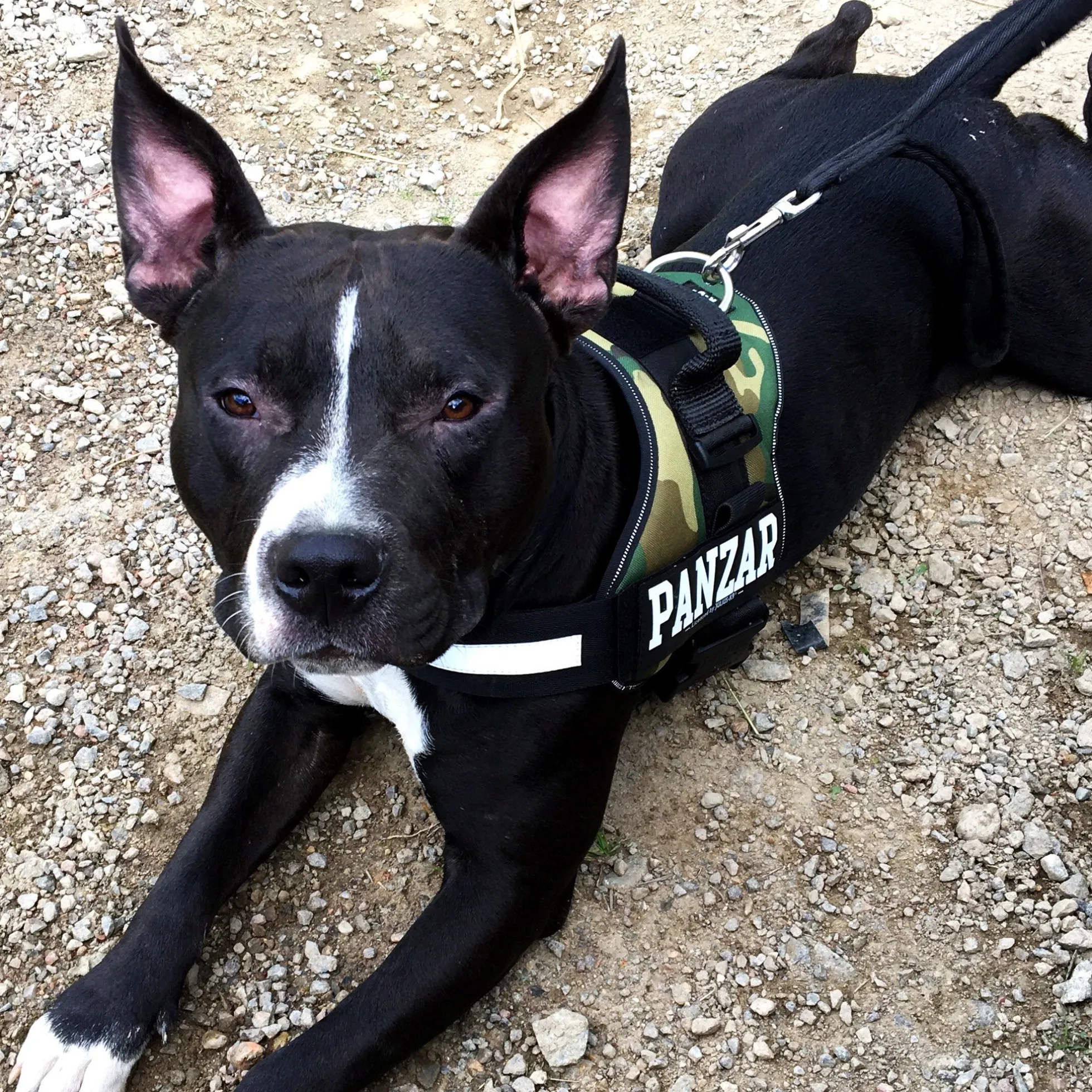 Julius-K9 Designa Ditt Eget Kardborremärke