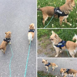 Julius-K9 Designa Ditt Eget Kardborremärke