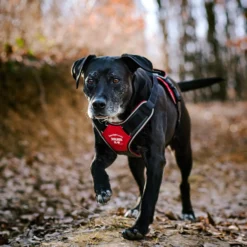 Julius-K9 IDC Longwalk