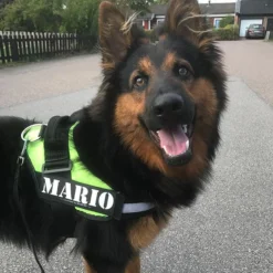 Julius-K9 IDC Sele