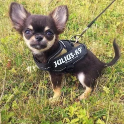 Julius-K9 IDC Sele