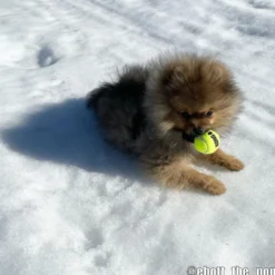 KONG AirDog Squeakair Ball