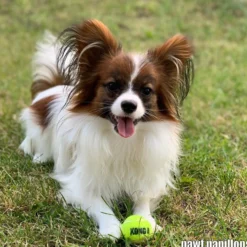 KONG AirDog Squeakair Ball