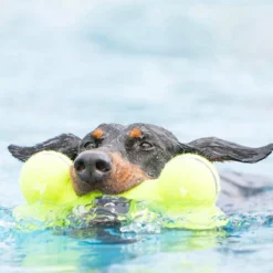 KONG AirDog Squeaker Bone