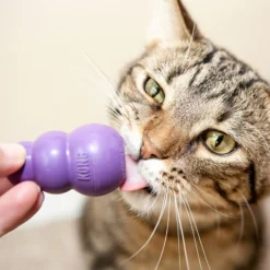 KONG Kitty