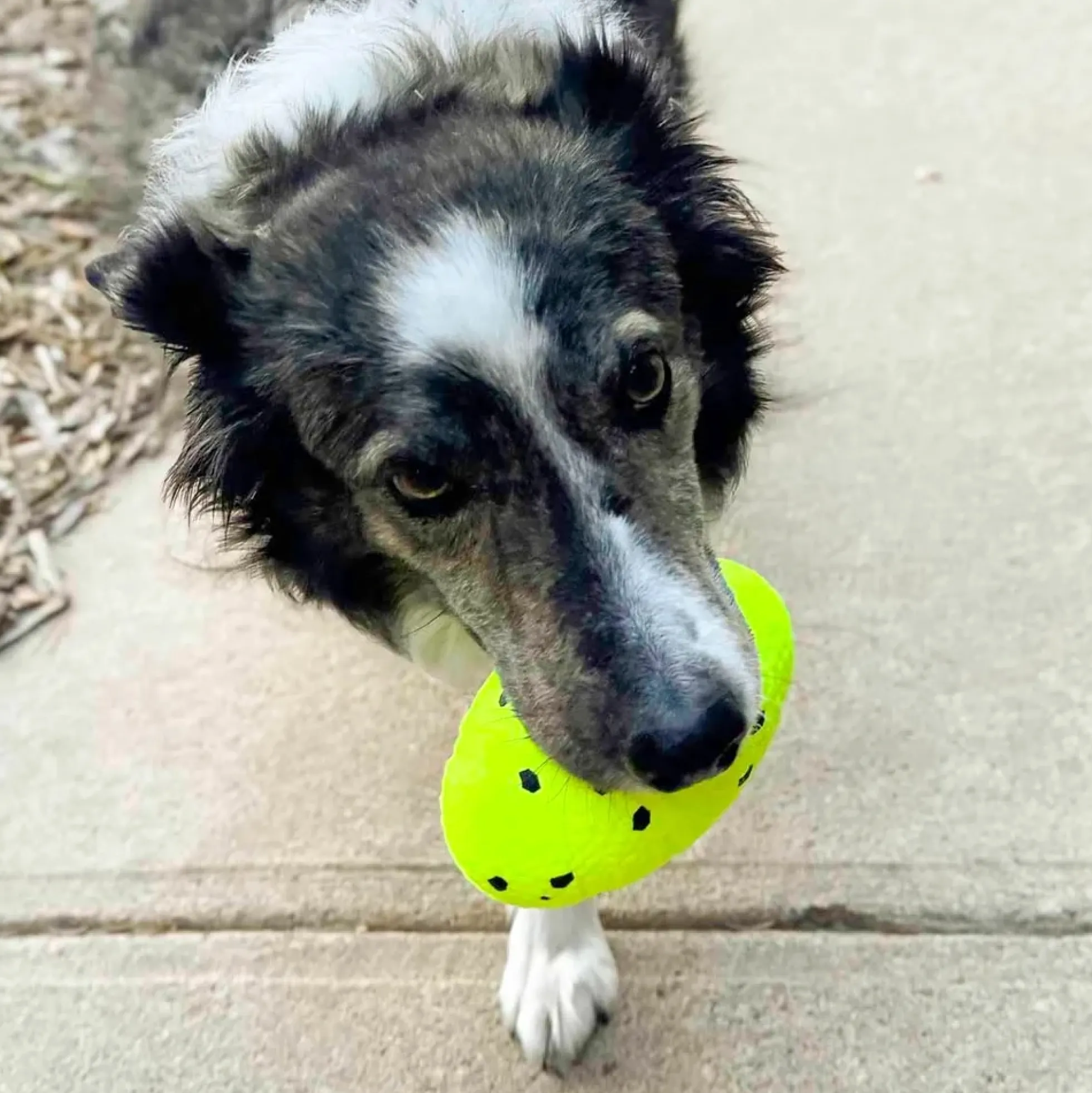 KONG Reflex Football