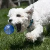 KONG Squeezz Geodz 2-pack