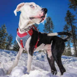 Kurgo Journey Air Dog Harness