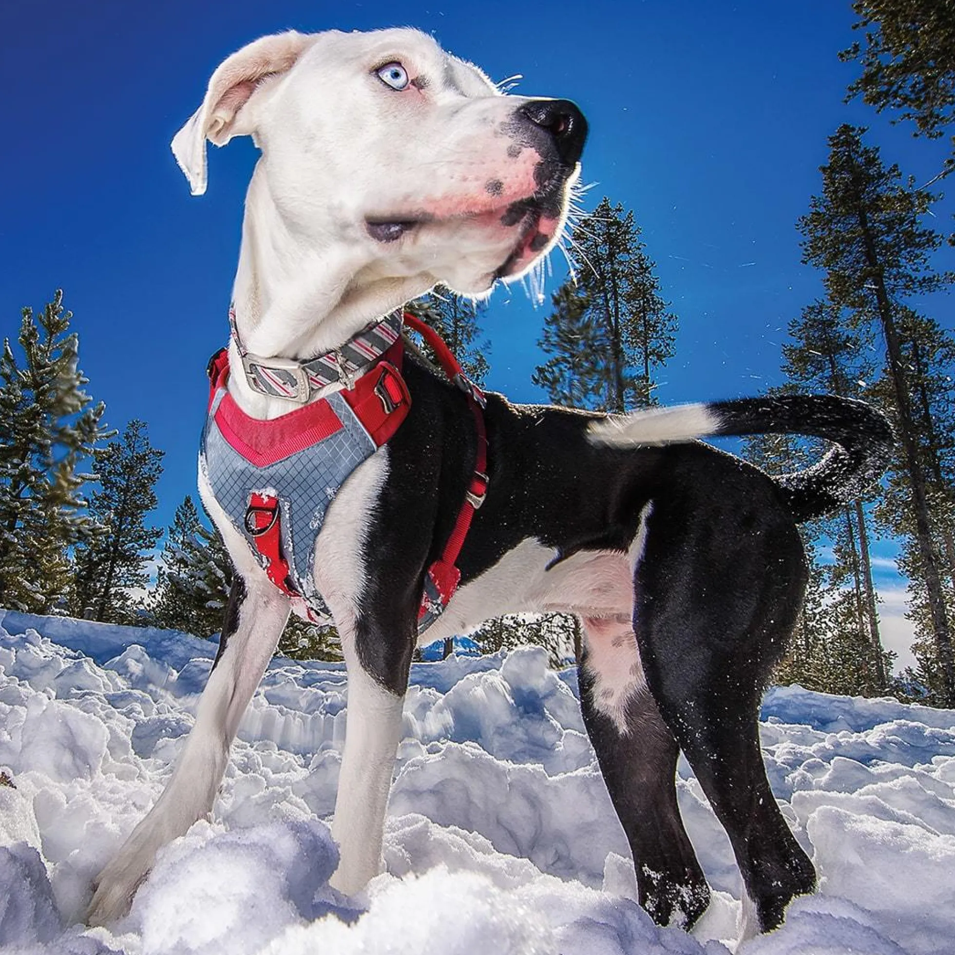 Kurgo Journey Air Dog Harness