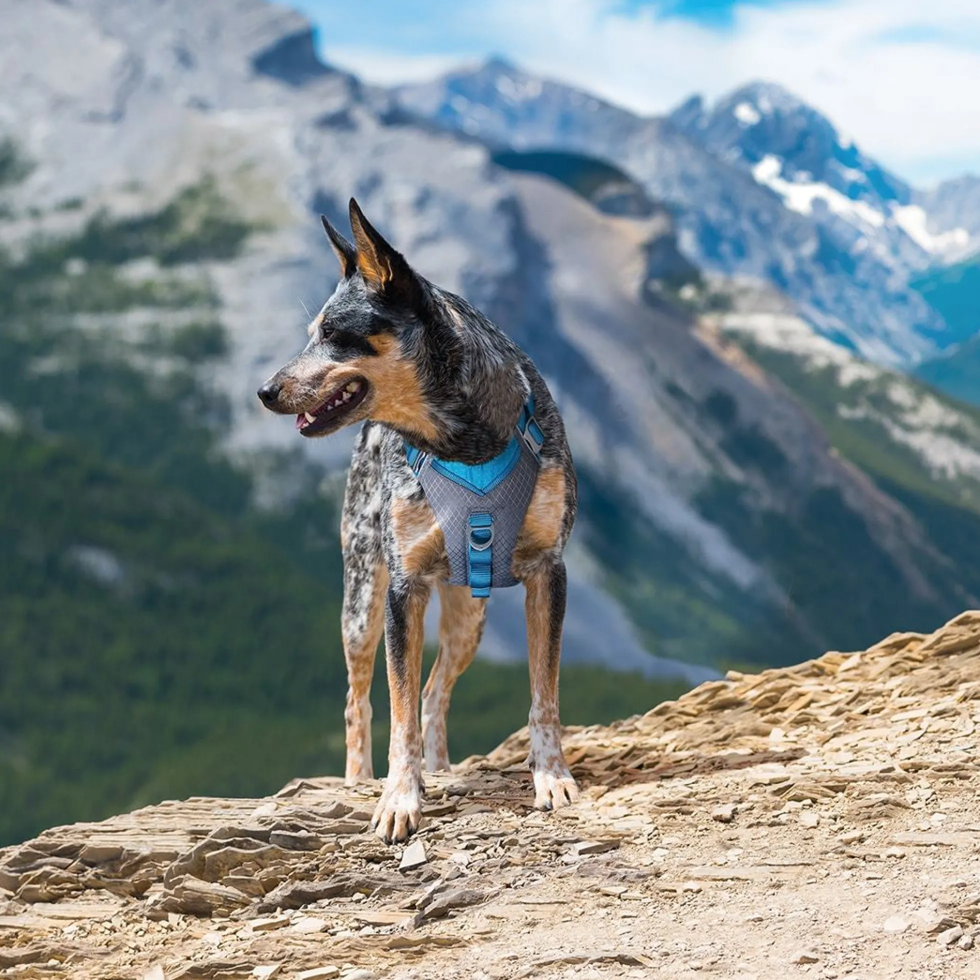 Kurgo Journey Air Dog Harness