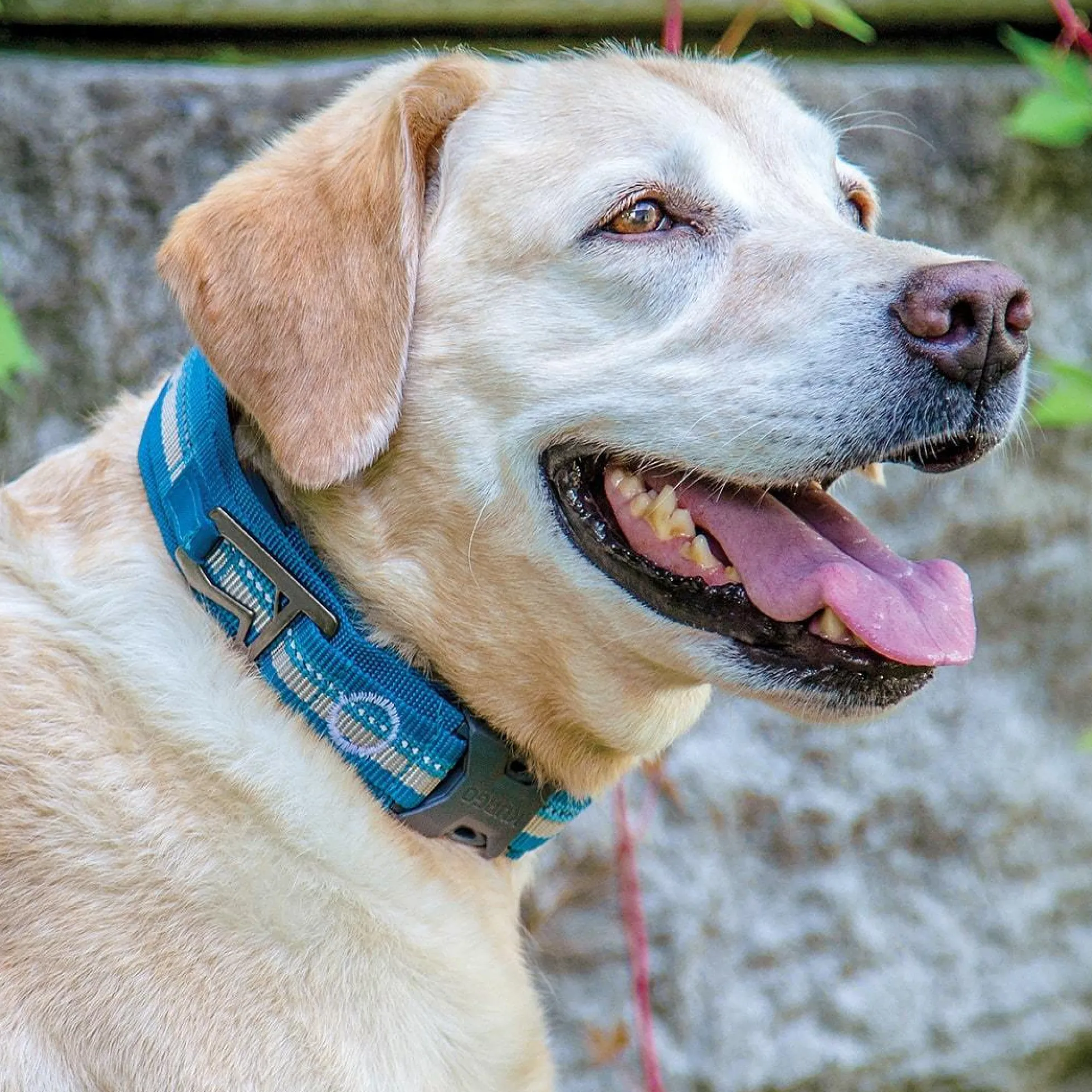 Kurgo RSG Dog Collar