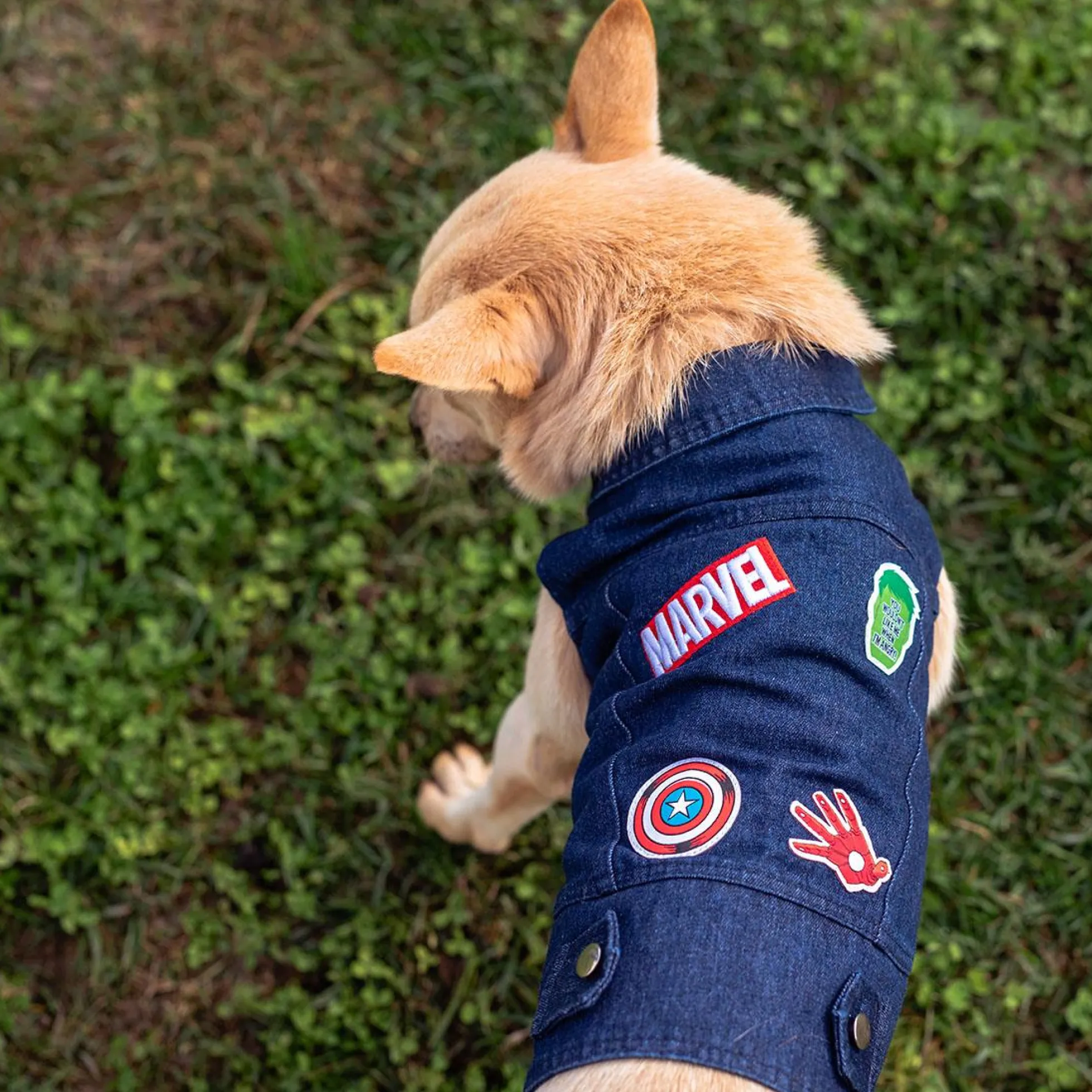 Marvel Denim Hundjacka