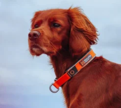 Non-stop dogwear Cruise Collar