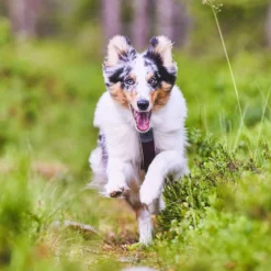 Non-stop dogwear Line Harness 5.0
