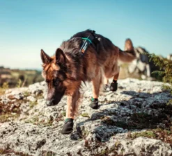Non-stop dogwear Protector Bootie