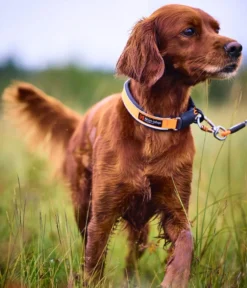 Non-stop dogwear Protector Collar