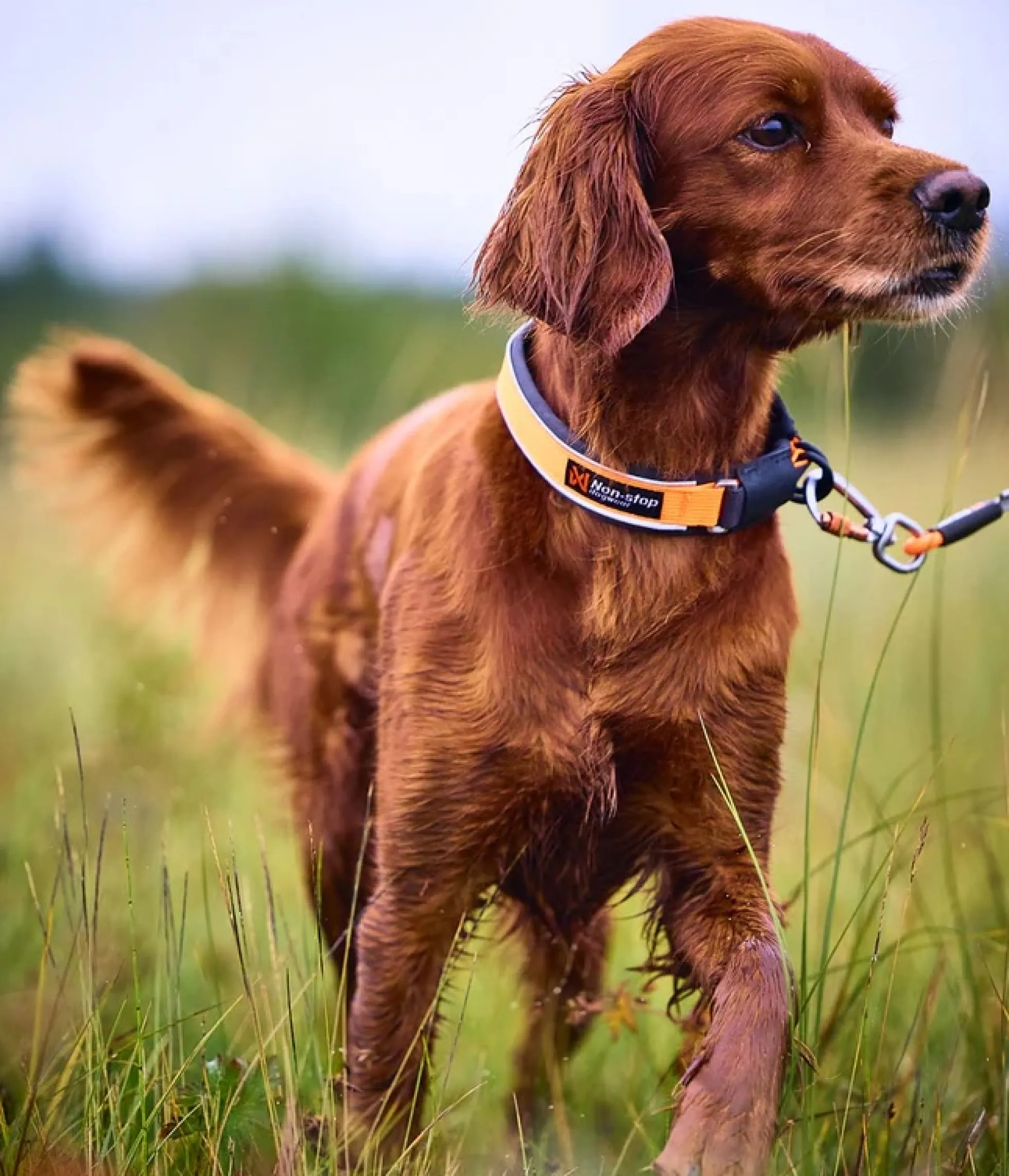Non-stop dogwear Protector Collar