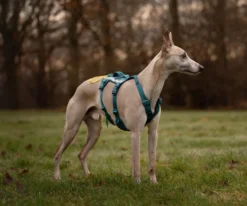 Non-stop dogwear Ramble Harness Long Blue