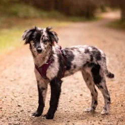 Non-stop dogwear Ramble Harness