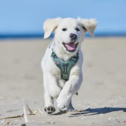 Non-stop dogwear Ramble Harness