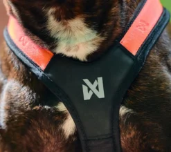 Non-stop dogwear Rush Harness