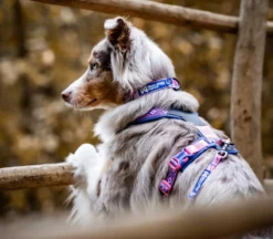 Non-stop dogwear Trail Quest Collar Rachel Pohl