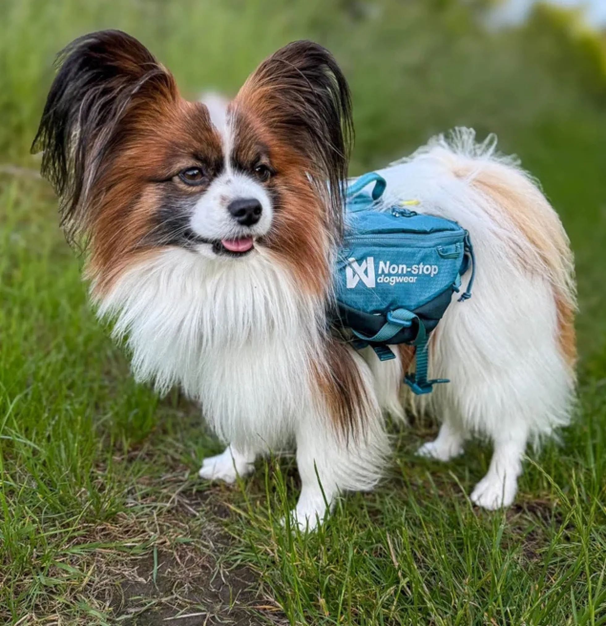 Non-stop dogwear Trail Quest Dog Backpack