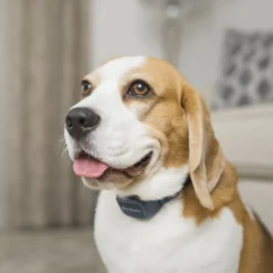 PetSafe Audible Antiskallhalsband