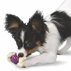 PetSafe Busy Buddy Bouncy Bone