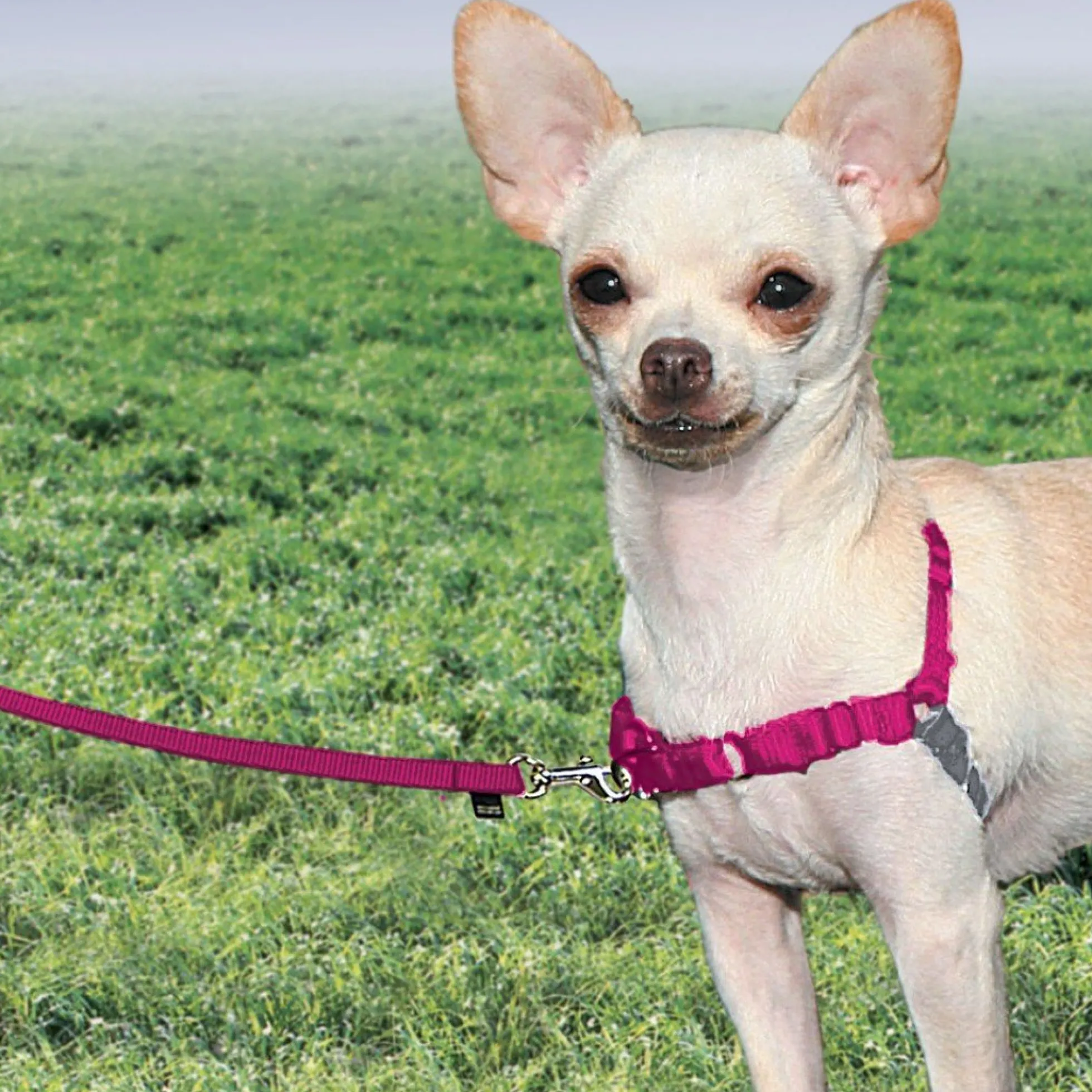 PetSafe Easy Walk Antidragsele