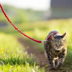 PetSafe Easy Walk Cat Harness