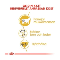Royal Canin British Shorthair Adult