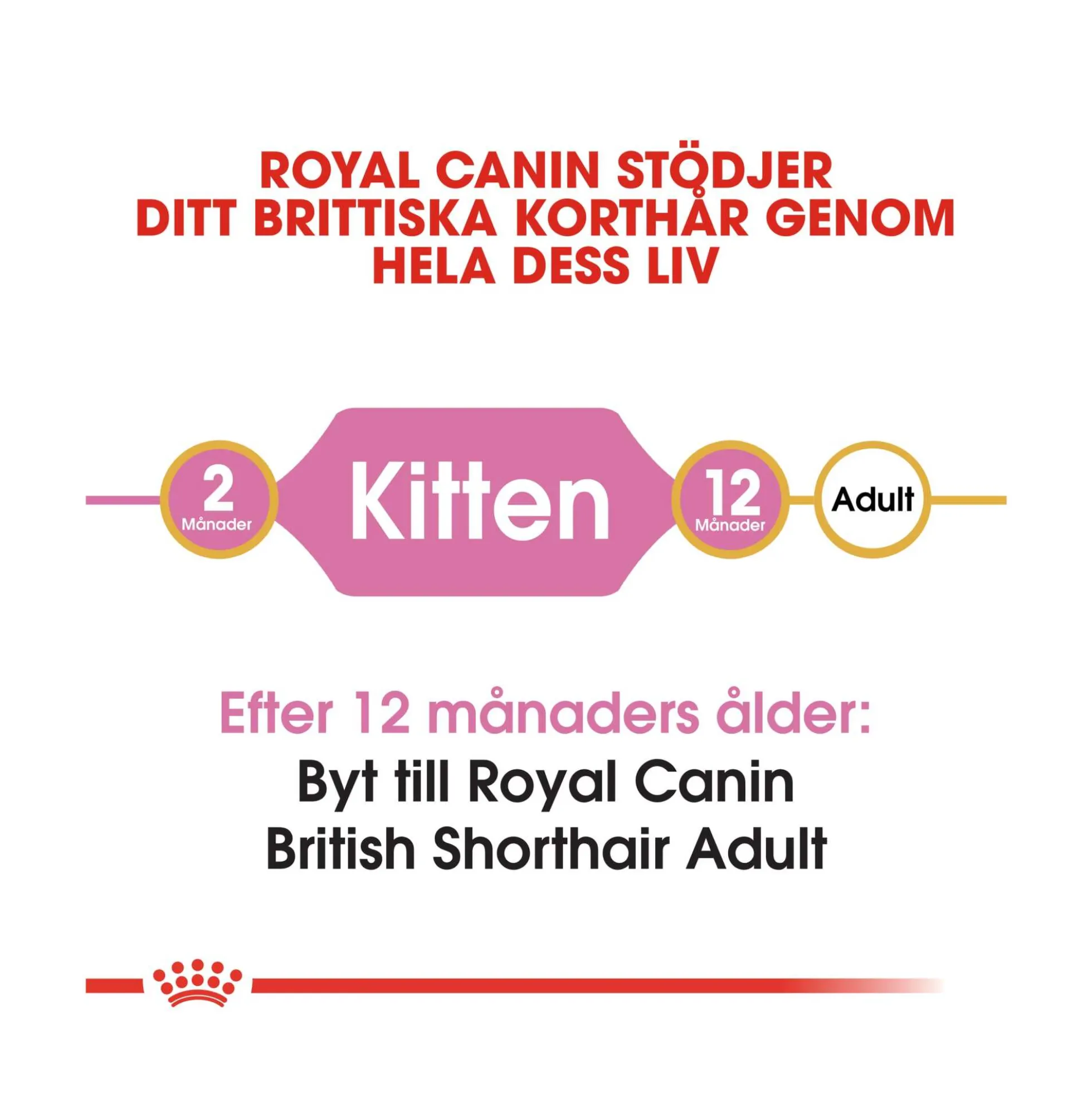 Royal Canin British Shorthair Kitten