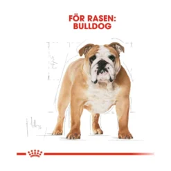 Royal Canin Bulldog Adult